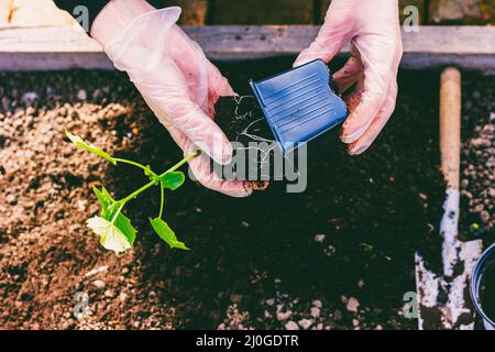Hände einer Frau in Handschuhen transplantieren Gurkensämlinge aus einem Topf in einem Pflaster in den Boden Stockfoto
