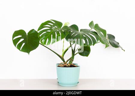 Eine grüne, tropische Monstera-Zimmerpflanze in einem Blumentopf auf einem Tisch gegen eine weiße Wand Stockfoto