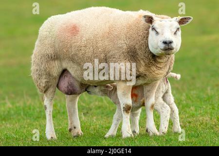 Nahaufnahme eines feinen Texeler Mutterschafs oder eines weiblichen Schafes mit ihrem neugeborenen Lamm, das Milch auf einer grünen Wiese im Frühjahr säuert sauberer, grüner Hintergrund. Nord Y Stockfoto