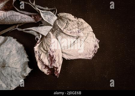 Getrocknete Rosenblüte auf dunklem Hintergrund Stockfoto