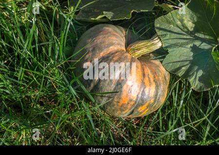 Kürbis wächst im Garten unter den grünen Blättern. Stockfoto