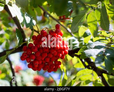 Ein Äste von Eberesche mit roten Beeren. Herbst und natürlicher Hintergrund. Herbst Eberesche Beeren und Blätter. Speicherplatz kopieren. Stockfoto