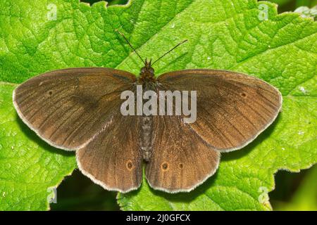 Ein aschender Ringel-Schmetterling, Aphantopus hyperantus Stockfoto