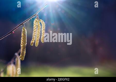 Frühlingshintergrund mit blühender Haselnuss-Baum vor Sonnenlicht. Stockfoto