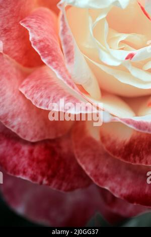 Eine Nahaufnahme einer rosa Rose. Rosebud mit rosa Blütenblättern. Stockfoto