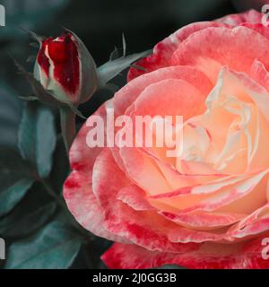 Eine Nahaufnahme einer rosa Rose. Rosebud mit rosa Blütenblättern. Stockfoto