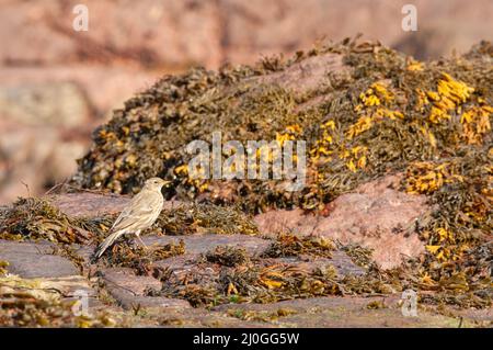 Felspipit (Anthus petrosus) füttert an felsigen Vorgebirges, Pembrokeshire, Wales, Großbritannien Stockfoto