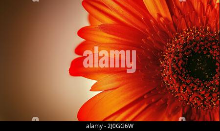 Leuchtend rote Gerbera-Blume aus nächster Nähe Stockfoto