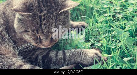 Katze liegt im Grünen im Garten am sonnigen Frühlingsmorgen. Stockfoto