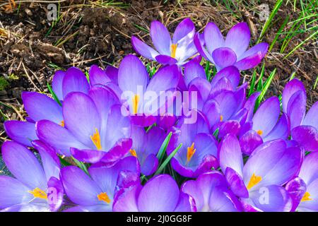 Nahaufnahme von violett gefärbten Krokusblüten, geeignet als Grußkarte. Stockfoto