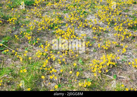 Große Anzahl von gelb blühenden Kolkfußblüten (Tussilago fara) an einem sonnigen Frühlingstag Stockfoto