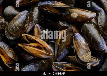 Nahaufnahme von frischen und rohen Muscheln Schwarze Keramikschale auf dunkel platziert Stockfoto