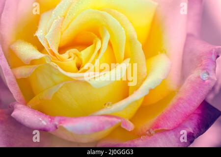 Rosebud mit rosa Blütenblättern.Hintergrund geöffnet Rosebud. Stockfoto
