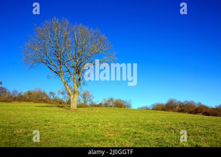 Die Sonne scheint durch einen majestätischen grünen Baum auf einer Wiese. Stockfoto