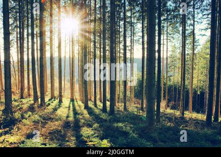 Schöner Frühlingswald mit hellem Sonnenlicht im Nebel. Stockfoto
