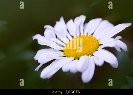 Makroaufnahme von weißer Gänseblümchen im Sonnenlicht. Stockfoto