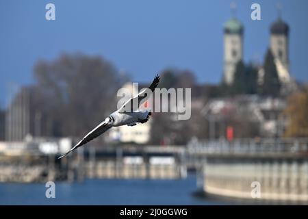 Friedrichshafen, Deutschland. 19. März 2022. Eine Möwe fliegt über den Bodensee, während die Schlosskirche mit ihren zwei Türmen im Hintergrund zu sehen ist. Quelle: Felix Kästle/dpa/Alamy Live News Stockfoto