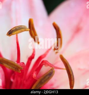 Rosa Lilie Nahaufnahme mit Wassertropfen isoliert auf unscharfen Hintergrund. Stockfoto
