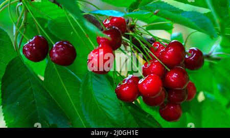 Rote große Kirschen, die an einem Kirschbaum-Ast hängen. Stockfoto