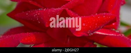 Schöne rote Rose closeup.Close up von roten Rosenblüten und Wassertropfen . Stockfoto
