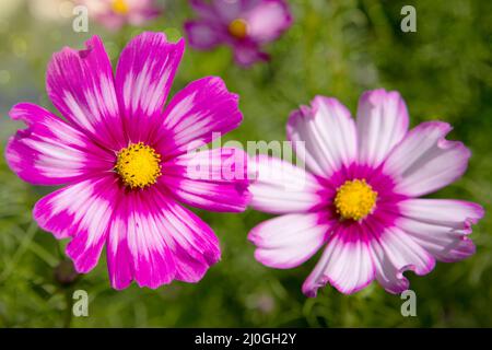 Rosa Kosmos Blumen im Garten . Stockfoto