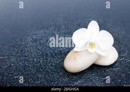 Weiße Orchideenblüte und Stein mit Wassertropfen isoliert Stockfoto