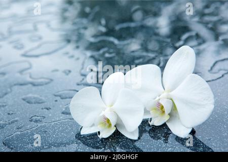 Weiße Orchidee blüht mit Wassertropfen isoliert Stockfoto