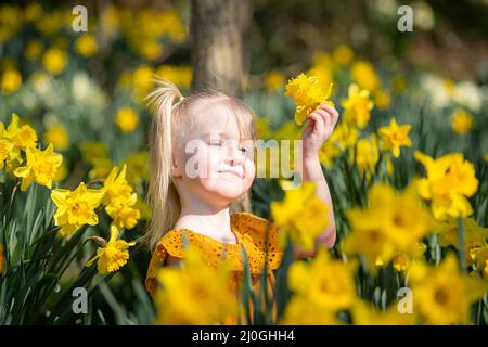 Cradley Heath, West Midlands, Großbritannien. 19. März 2022. Frühlingsüberraschung - die vierjährige Harlow Hadlington spielt in ihrem lokalen Park in Cradley Heath in den West Midlands unter den frühlingshaften Narzissen. Die Wetterprognose zeigt hohen Druck und ein eher abslaueres warmes Wetter. Kredit: Peter Lopeman/Alamy Live Nachrichten Stockfoto