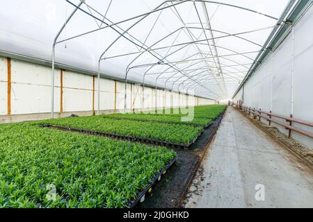 Gartenbau Industrie Konzept mit Millionen von Setzlingen in Töpfen. Gewächshaus für den Anbau von Pflanzen und Blumen Stockfoto