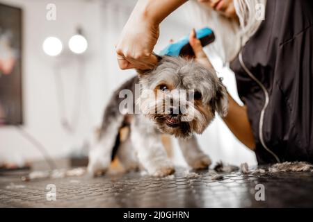 Junge blonde professionelle Pistenerin liebt ihren Job mit yorkshire Hund und all den Haustieren. Stockfoto