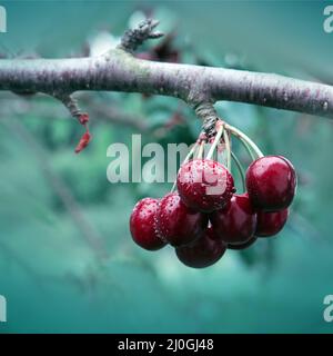 Rote Kirschen hängen an einem Kirschbaum-Ast. Stockfoto