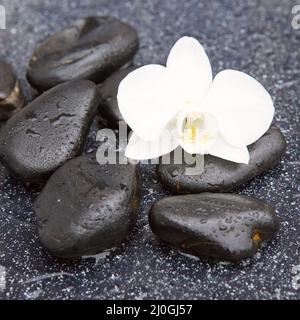 Weiße Orchideenblüte und Stein mit Wassertropfen isoliert Stockfoto