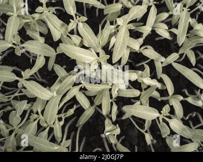 Anbau von Tomatensämlingen nach der Aussaat in kleinen Behältern Stockfoto