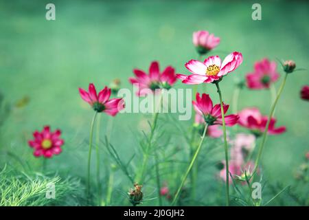 Rosa Kosmos blüht im Sommergarten. Stockfoto