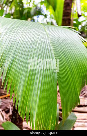 Lantannyen fey (Phoenicophorium borsigianum, Latanierpalme) Palmenblätter, endemische Seychellen-Arten, im Vallee de Mai Nature Reserve, Praslin, Seychell Stockfoto