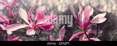 Magnolia im Frühling Garten Makro aufgenommen. Stockfoto