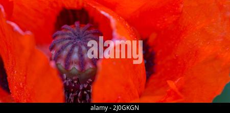 Nahaufnahme einer großen roten Mohnblume. Stockfoto