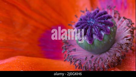 Nahaufnahme einer großen roten Mohnblume. Stockfoto