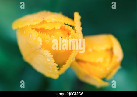 Schönes Nahaufnahme Makro-Foto von gelben Tulpen Stockfoto