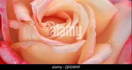 Rosebud mit rosa Blütenblättern.Hintergrund geöffnet Rosebud. Stockfoto
