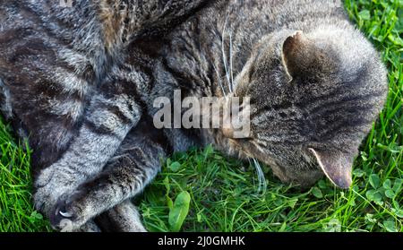 Katze liegt im Grünen im Garten am sonnigen Frühlingsmorgen. Stockfoto