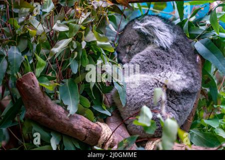Der Blick auf schlafende Koala Stockfoto