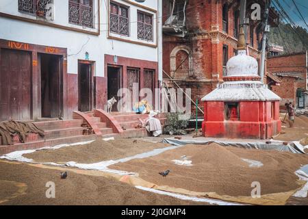 Die Trocknung von Reis und Weizen in Panauti, Nepal - einem alten newari-Dorf außerhalb des Kathmandu-Tals Stockfoto