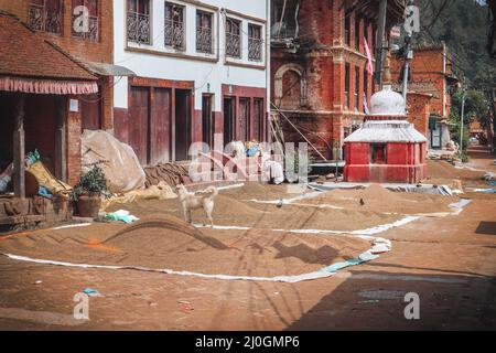 Die Trocknung von Reis und Weizen in Panauti, Nepal - einem alten newari-Dorf außerhalb des Kathmandu-Tals Stockfoto