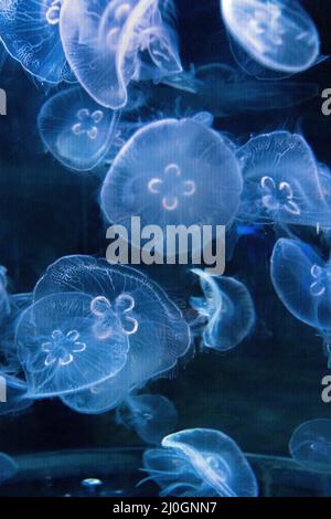 Das farbenfrohe Aquarium voller Quallen im Aquapark Stockfoto