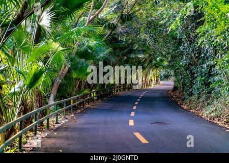 Die Straße im wilden Dschungel des Yanoda Rain Forest National Park auf Hainan in China Stockfoto