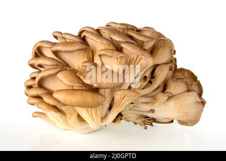 Austernpilze - Pleurotus ostreatus isoliert auf weißem Hintergrund, Schnittpfad Stockfoto