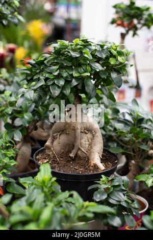 Schöner Bonsai Ficus microcarpa Ginseng mit großer Wurzel in weißem Topf, dekorative Zimmerpflanze zur Dekoration Stockfoto