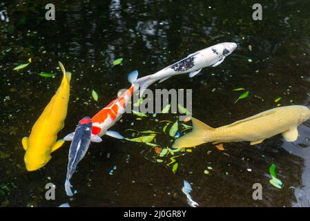 Karpfen fischt in einem Wasserteich am Ise Jingu-Schrein, Ise, Japan. Stockfoto