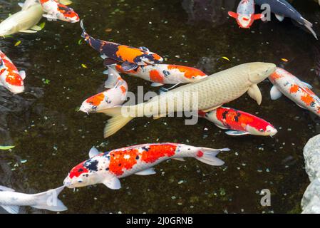 Karpfen fischt in einem Wasserteich am Ise Jingu-Schrein, Ise, Japan. Stockfoto